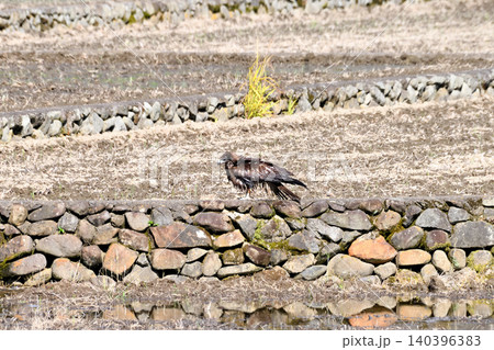 水浴びするトビ(鳶、トンビ) 水浴びするトビ(鳶、トンビ) 140396383