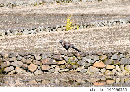 水浴びするトビ(鳶、トンビ) 水浴びするトビ(鳶、トンビ) 140396386