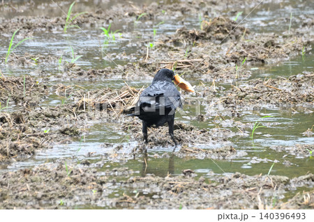 トビから食べ物を横取りするカラス トビから食べ物を横取りするカラス 140396493