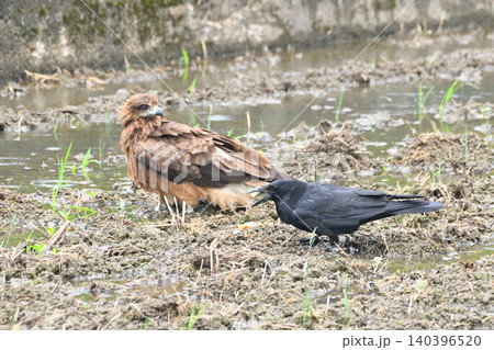 トビから食べ物を横取りするカラス トビから食べ物を横取りするカラス 140396520