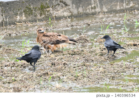 トビから食べ物を横取りするカラス トビから食べ物を横取りするカラス 140396534