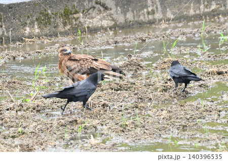トビから食べ物を横取りするカラス トビから食べ物を横取りするカラス 140396535