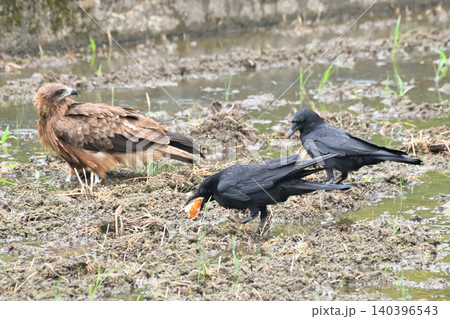 トビから食べ物を横取りするカラス トビから食べ物を横取りするカラス 140396543