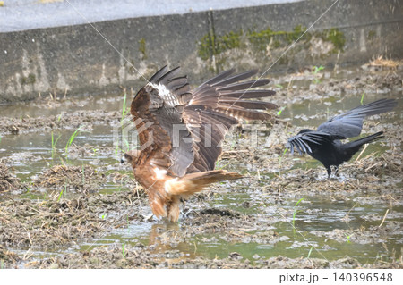 トビから食べ物を横取りするカラス トビから食べ物を横取りするカラス 140396548
