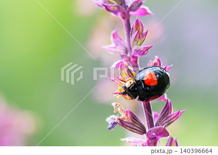 ピンク色の花の上を行ったり来たりしながらアブラムシをさがすテントウムシ ピンク色の花の上を行ったり来たりしながらアブラムシをさがすテントウムシ 140396664
