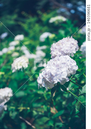 梅雨の季節を彩る美しい白と紫の紫陽花 梅雨の季節を彩る美しい白と紫の紫陽花 140396681