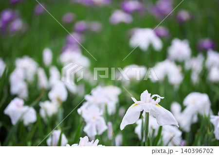 白い花菖蒲 白い花菖蒲 140396702
