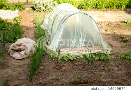Greenhouse tunnel in a backyard garden with green onion beds. Small polytunnel for growing vegetables, spring plant seedling, organic farming and permaculture concept 140396744