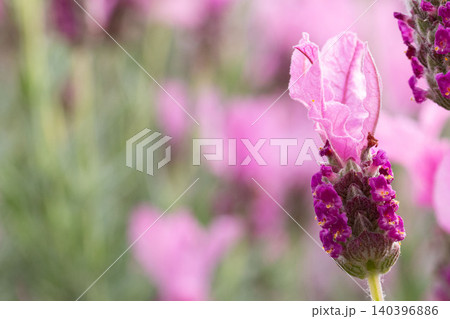 フレンチラベンダーの花穂とやわらかな背景ボケ 140396886