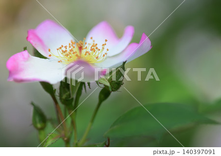 可憐に咲いたピンク色のバラの花 可憐に咲いたピンク色のバラの花 140397091