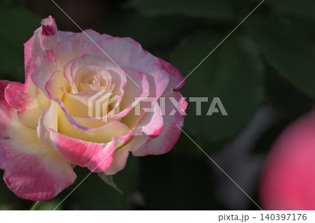 薔薇園にピンク色と白色の薔薇の花が咲いています 140397176