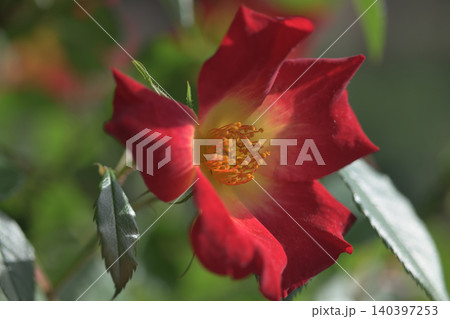 赤い色のばらの花 赤い色のばらの花 140397253