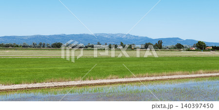 rice paddies in the Ebro Delta, Spain, banner rice paddies in the Ebro Delta, Spain, banner 140397450