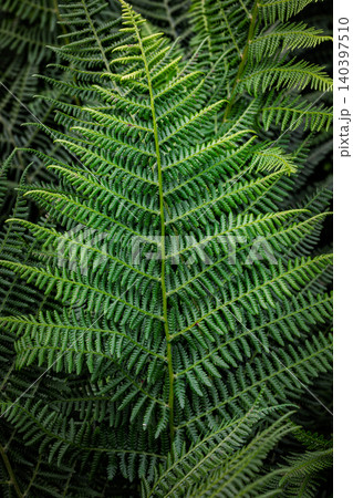 Green fern leaf texture in natural garden background. Green fern leaf texture in natural garden background. 140397510