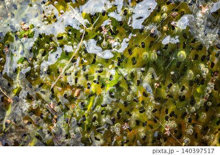 Frog spawn in shallow pond water with jelly egg clusters and dark embryos. Frog spawn in shallow pond water with jelly egg clusters and dark embryos. 140397517