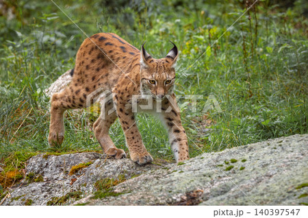 The Eurasian lynx (Lynx lynx) in the forest. The Eurasian lynx (Lynx lynx) in the forest. 140397547