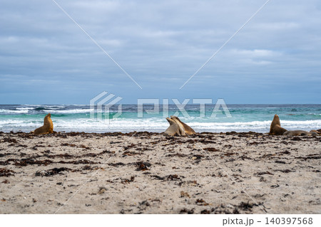Sea lions resting on sandy beach at Seal Bay, Kangaroo Island, Australia Sea lions resting on sandy beach at Seal Bay, Kangaroo Island, Australia 140397568