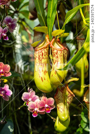 Nepenthes carnivorous plant in Singapore Botanic Gardens Nepenthes carnivorous plant in Singapore Botanic Gardens 140397574