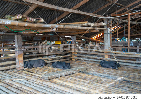Black pigs at Pasar Bolu market in Rantepao, Toraja, Sulawesi, Indonesia Black pigs at Pasar Bolu market in Rantepao, Toraja, Sulawesi, Indonesia 140397583