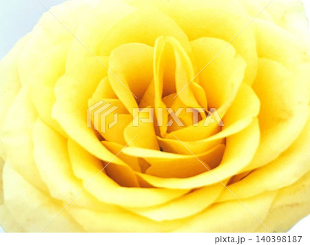 黄色いバラの花02 黄色いバラの花02 140398187