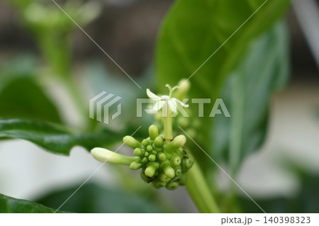 Cluster Noni flowers blooming on branch close up view. Cluster Noni flowers blooming on branch close up view. 140398323