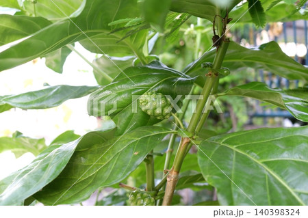 Unripe Noni fruit on stem surrounded green leaves. Unripe Noni fruit on stem surrounded green leaves. 140398324