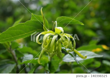 Cananga flowers growing on top of tree in nature. Cananga flowers growing on top of tree in nature. 140398325