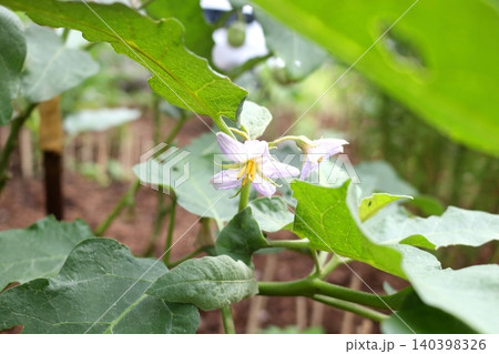 Thai eggplant flower blooming surrounded green leaves outdoor environment. Thai eggplant flower blooming surrounded green leaves outdoor environment. 140398326