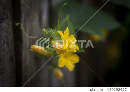 Flower Yellow Macro Natural Color Flower Yellow Macro Natural Color 140398427