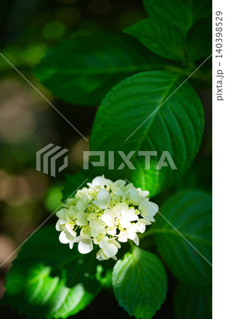 白い紫陽花 140398529
