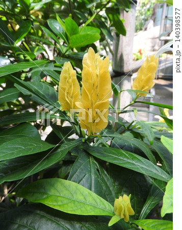 キツネノマゴ科の常緑低木「ウコンサンゴバナ」の花 キツネノマゴ科の常緑低木「ウコンサンゴバナ」の花 140398577
