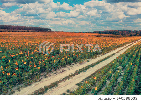 Dirt road passing through a beautiful sunflower field. Aerial view 140398689