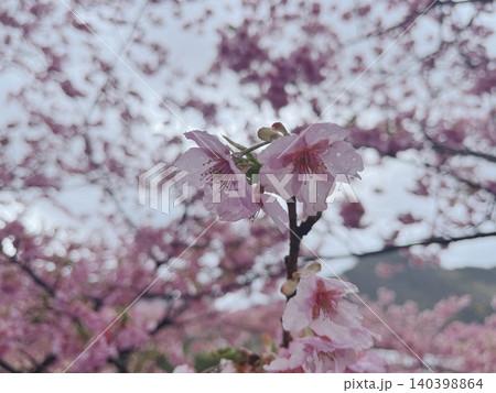 雨の日の桜の花 雨の日の桜の花 140398864