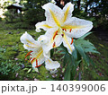 緑の中にたたずむヤマユリ 140399006