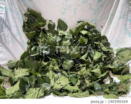 Fresh Mulberry Leaves Drying Under Sunlight Fresh Mulberry Leaves Drying Under Sunlight 140399169