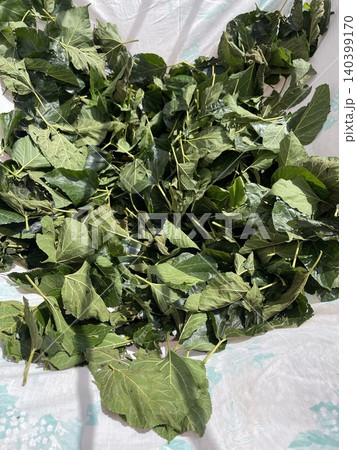 Fresh Mulberry Leaves Drying Under Sunlight Fresh Mulberry Leaves Drying Under Sunlight 140399170
