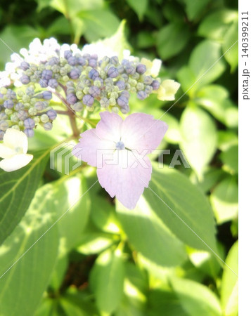 初夏の陽光にきらめくガクアジサイの可憐な花 縦位置 初夏の陽光にきらめくガクアジサイの可憐な花 縦位置 140399211