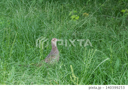 草むらから現れた雉(メス) 大阪府枚方市淀川河川敷 草むらから現れた雉(メス) 大阪府枚方市淀川河川敷 140399253