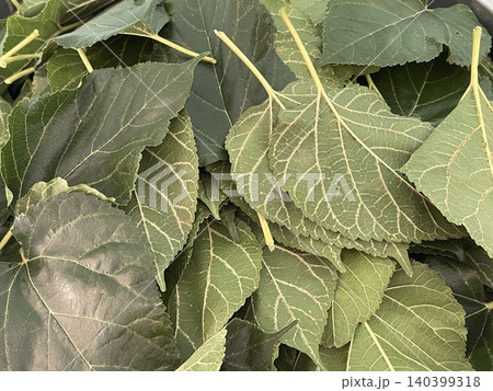 Fresh Mulberry Leaves Texture Natural Herbal Background 140399318