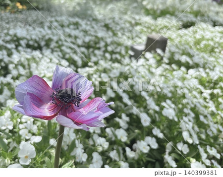 白い花畑に咲く紫色の花 白い花畑に咲く紫色の花 140399381