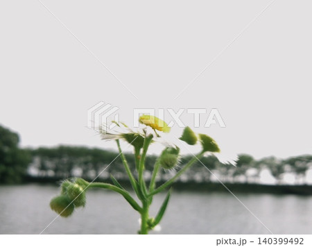 初夏の湖畔と空を背景に見上げるヒメジョオンの野花 横位置 140399492