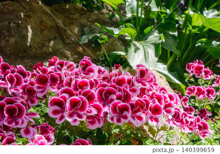 スペイン 白い村ミハス街角 ペラルゴニウムの花 スペイン 白い村ミハス街角 ペラルゴニウムの花 140399659