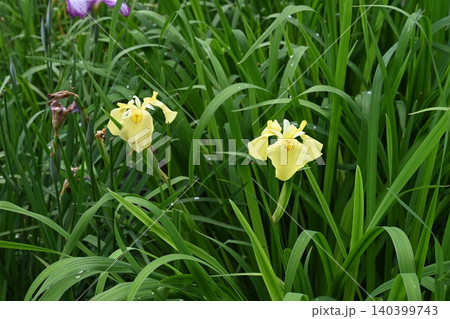 赤堀菖蒲園で撮った黄色い花菖蒲 赤堀菖蒲園で撮った黄色い花菖蒲 140399743