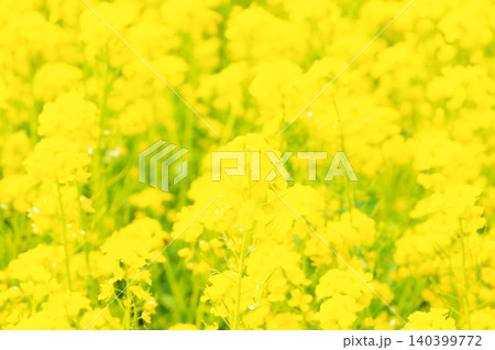 満開の菜の花 満開の菜の花 140399772