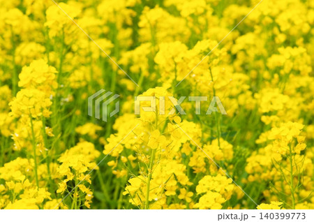 満開の菜の花 満開の菜の花 140399773