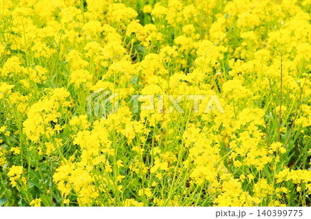 満開の菜の花 満開の菜の花 140399775