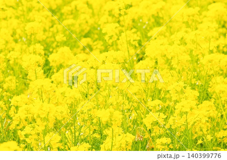 満開の菜の花 満開の菜の花 140399776
