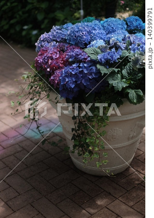 植木鉢のアジサイ 植木鉢のアジサイ 140399791