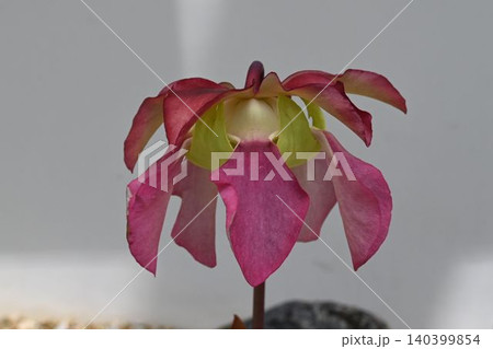 北アメリカ原産の淡紅色の垂れ下がった花弁が綺麗な食虫植物のサラセニア・ルプラ 北アメリカ原産の淡紅色の垂れ下がった花弁が綺麗な食虫植物のサラセニア・ルプラ 140399854