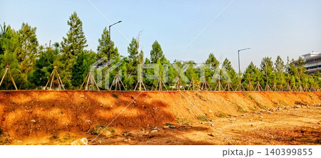 A row of pine trees on a red earth embankment A row of pine trees on a red earth embankment 140399855